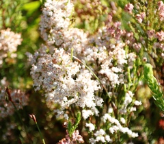 Erica lutea
