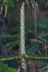 Abies nordmanniana