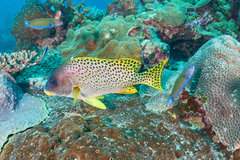 Plectorhinchus gaterinus