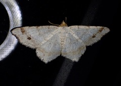 Macaria bisignata