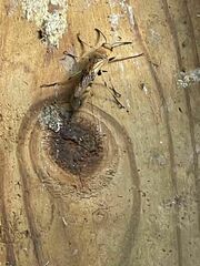 Eriotremex formosanus