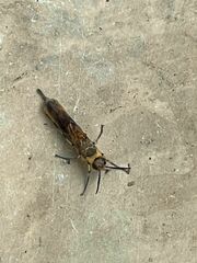 Eriotremex formosanus