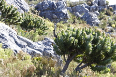 Mimetes fimbriifolius