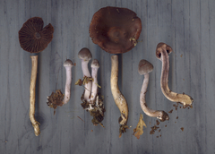 Cortinarius tortuosus