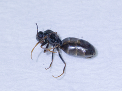 Dorymyrmex