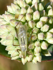Oecanthus longicauda