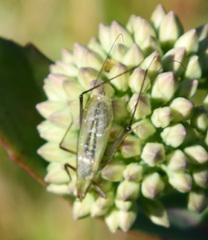 Oecanthus longicauda