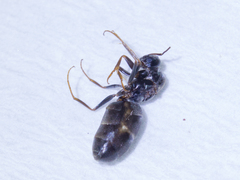 Dorymyrmex