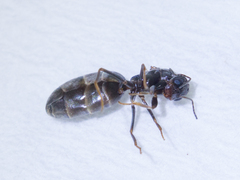 Dorymyrmex