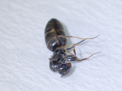 Dorymyrmex