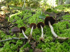 Cortinarius tortuosus