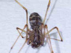 Scytodes