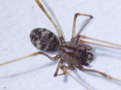 Scytodes
