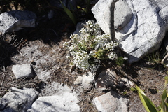 Pseudoselago peninsulae