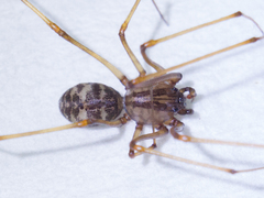 Scytodes