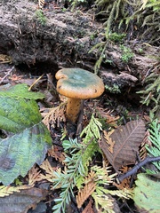 Lactarius aurantiosordidus