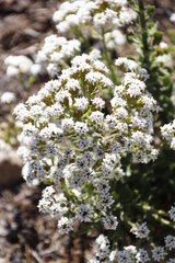 Pseudoselago peninsulae