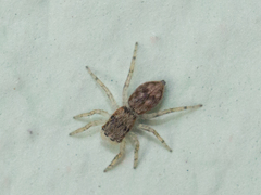 Menemerus bivittatus