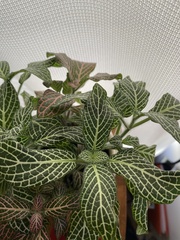 Fittonia
