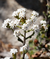 Pseudoselago peninsulae