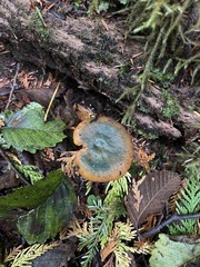 Lactarius aurantiosordidus