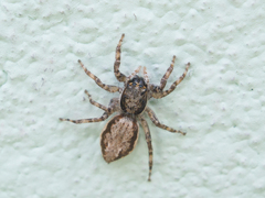 Menemerus bivittatus