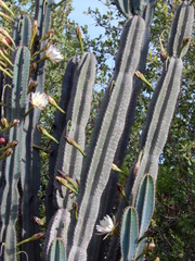 Cereus jamacaru