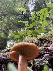 Lactarius aurantiosordidus