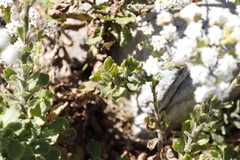 Pseudoselago peninsulae