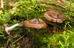 Cortinarius tortuosus