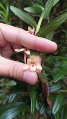 Maxillaria