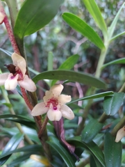 Maxillaria