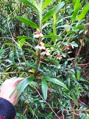 Maxillaria