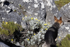 Euryops pectinatus pectinatus