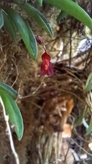 Epidendroideae