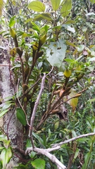 Maxillaria