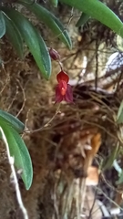 Epidendroideae