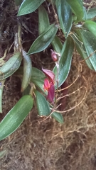 Epidendroideae