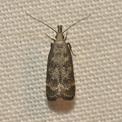 Dichomeris inversella