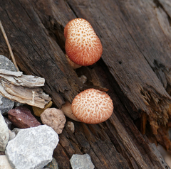 Gymnopilus luteofolius