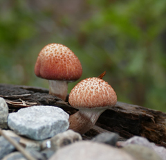 Gymnopilus luteofolius