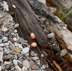 Gymnopilus luteofolius