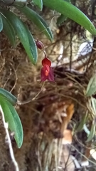 Epidendroideae