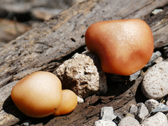 Gymnopilus luteofolius
