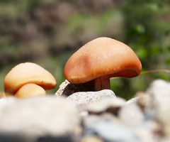 Gymnopilus luteofolius