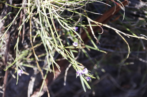 Image of Psoralea fascicularis by (c) Tony Rebelo, some rights reserved (CC BY-SA)