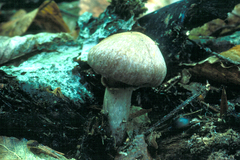 Cortinarius torvus