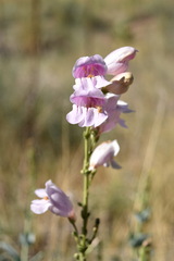 Penstemon palmeri