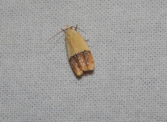 Odites natalensis
