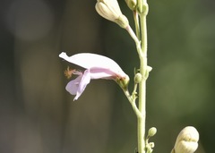 Penstemon palmeri